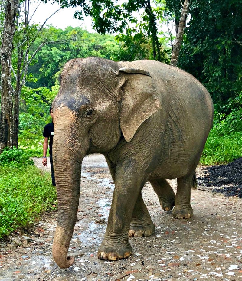 Visit Phuket Elephant Sanctuary, a home for retired working elephants.